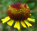 sm 946 Sneezeweed